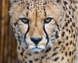 Preview wallpaper cheetah, predator, glance, big cat