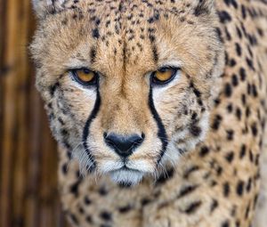 Preview wallpaper cheetah, predator, glance, big cat