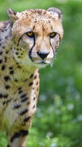Preview wallpaper cheetah, predator, glance, big cat, muzzle
