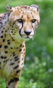 Preview wallpaper cheetah, predator, glance, big cat, muzzle