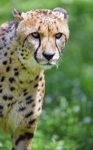 Preview wallpaper cheetah, predator, glance, big cat, muzzle