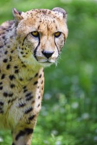 Preview wallpaper cheetah, predator, glance, big cat, muzzle