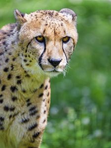 Preview wallpaper cheetah, predator, glance, big cat, muzzle