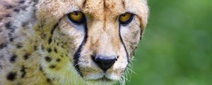 Preview wallpaper cheetah, predator, glance, big cat, muzzle