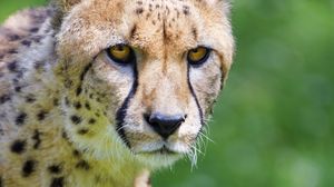 Preview wallpaper cheetah, predator, glance, big cat, muzzle