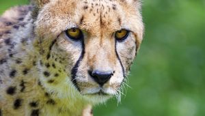 Preview wallpaper cheetah, predator, glance, big cat, muzzle