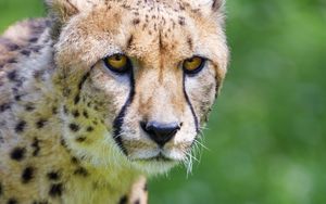 Preview wallpaper cheetah, predator, glance, big cat, muzzle