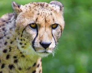 Preview wallpaper cheetah, predator, glance, big cat, muzzle