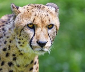 Preview wallpaper cheetah, predator, glance, big cat, muzzle