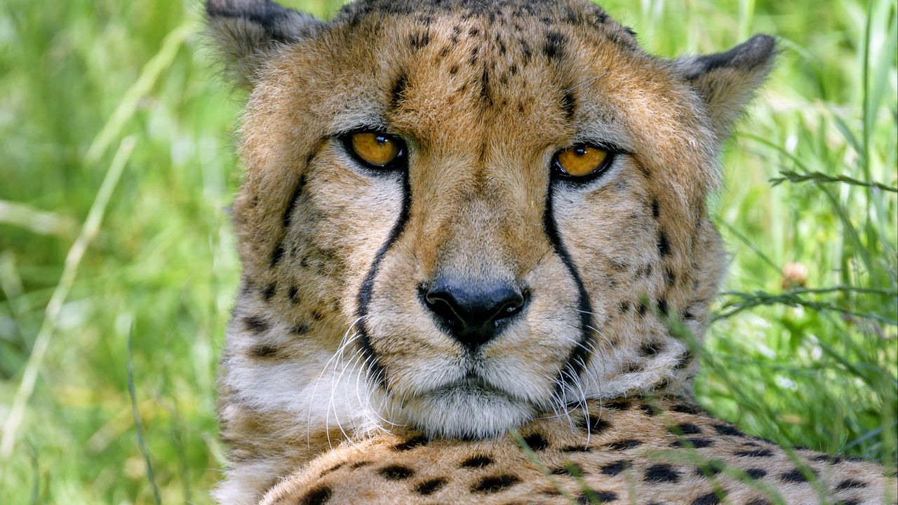 Wallpaper cheetah, predator, glance, muzzle, big cat