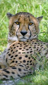 Preview wallpaper cheetah, predator, glance, muzzle, big cat