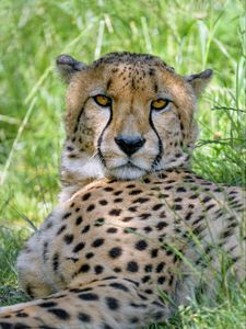 Preview wallpaper cheetah, predator, glance, muzzle, big cat