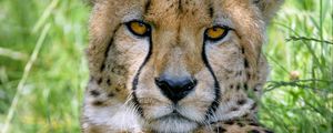 Preview wallpaper cheetah, predator, glance, muzzle, big cat