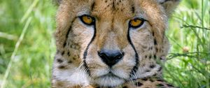 Preview wallpaper cheetah, predator, glance, muzzle, big cat