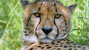 Preview wallpaper cheetah, predator, glance, muzzle, big cat