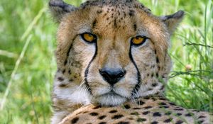 Preview wallpaper cheetah, predator, glance, muzzle, big cat