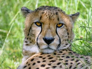 Preview wallpaper cheetah, predator, glance, muzzle, big cat