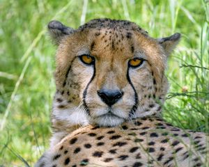 Preview wallpaper cheetah, predator, glance, muzzle, big cat