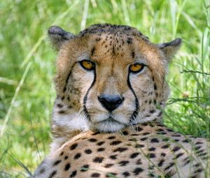 Preview wallpaper cheetah, predator, glance, muzzle, big cat