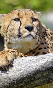Preview wallpaper cheetah, predator, glance, muzzle, big cat, tree