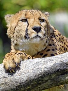 Preview wallpaper cheetah, predator, glance, muzzle, big cat, tree