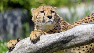 Preview wallpaper cheetah, predator, glance, muzzle, big cat, tree