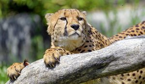 Preview wallpaper cheetah, predator, glance, muzzle, big cat, tree