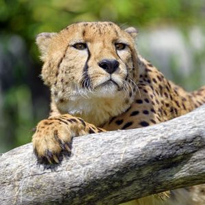 Preview wallpaper cheetah, predator, glance, muzzle, big cat, tree