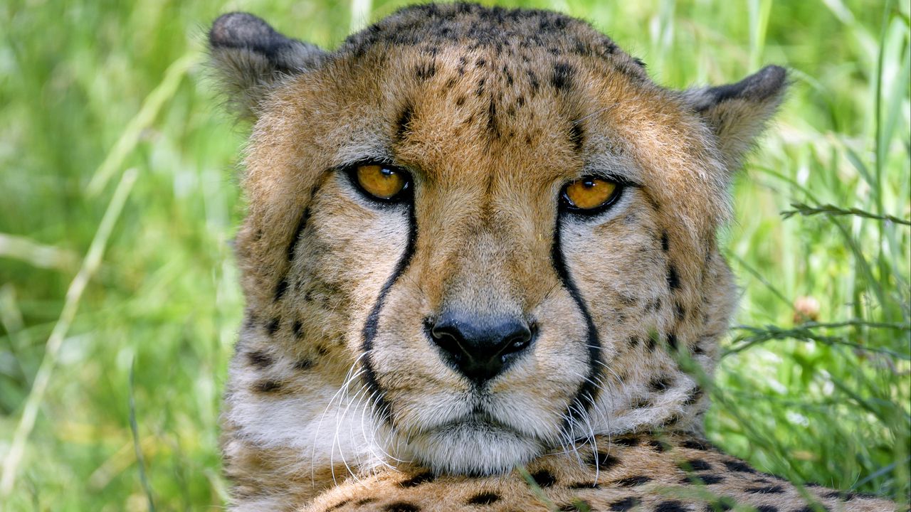Wallpaper cheetah, predator, glance, big cat, spots