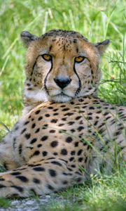 Preview wallpaper cheetah, predator, glance, big cat, spots