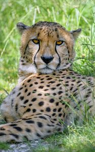 Preview wallpaper cheetah, predator, glance, big cat, spots