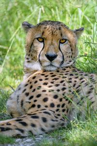 Preview wallpaper cheetah, predator, glance, big cat, spots