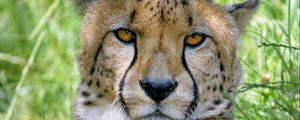 Preview wallpaper cheetah, predator, glance, big cat, spots