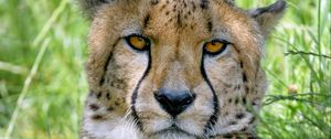 Preview wallpaper cheetah, predator, glance, big cat, spots