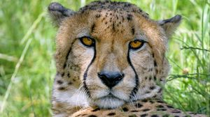 Preview wallpaper cheetah, predator, glance, big cat, spots