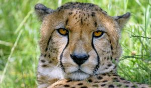 Preview wallpaper cheetah, predator, glance, big cat, spots