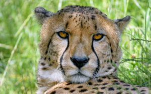 Preview wallpaper cheetah, predator, glance, big cat, spots