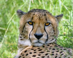 Preview wallpaper cheetah, predator, glance, big cat, spots