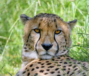 Preview wallpaper cheetah, predator, glance, big cat, spots