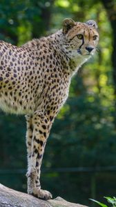 Preview wallpaper cheetah, predator, glance, big cat, muzzle, spots