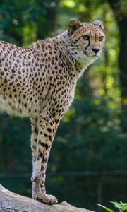 Preview wallpaper cheetah, predator, glance, big cat, muzzle, spots