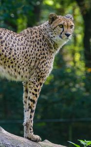 Preview wallpaper cheetah, predator, glance, big cat, muzzle, spots