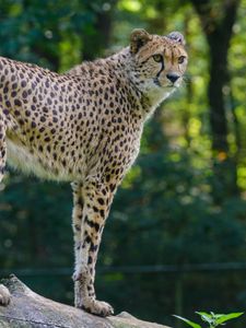 Preview wallpaper cheetah, predator, glance, big cat, muzzle, spots