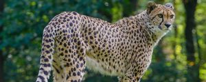 Preview wallpaper cheetah, predator, glance, big cat, muzzle, spots