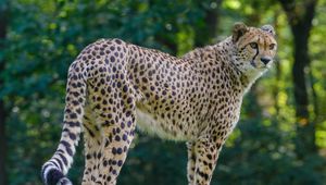 Preview wallpaper cheetah, predator, glance, big cat, muzzle, spots