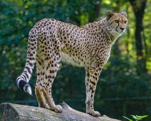 Preview wallpaper cheetah, predator, glance, big cat, muzzle, spots