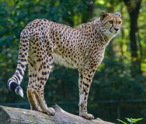 Preview wallpaper cheetah, predator, glance, big cat, muzzle, spots