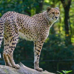 Preview wallpaper cheetah, predator, glance, big cat, muzzle, spots
