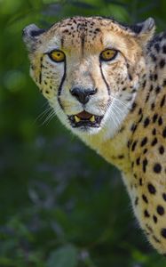 Preview wallpaper cheetah, predator, glance, fangs