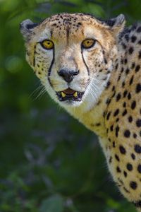 Preview wallpaper cheetah, predator, glance, fangs